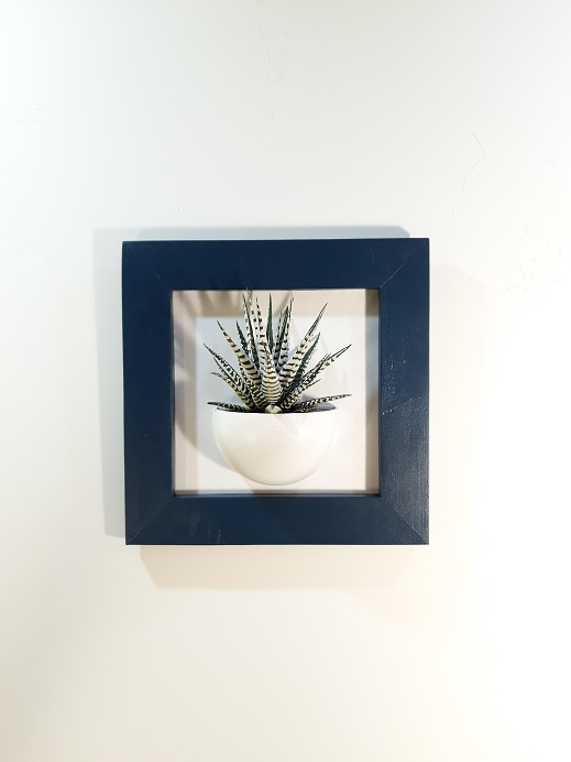 Cadre 24x24 succulente bleu