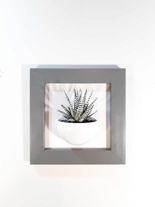 Cadre 24x24 succulente gris