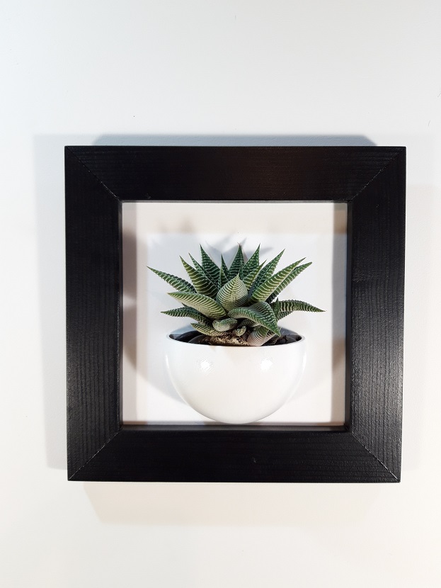 Cadre 24x24 succulente noir