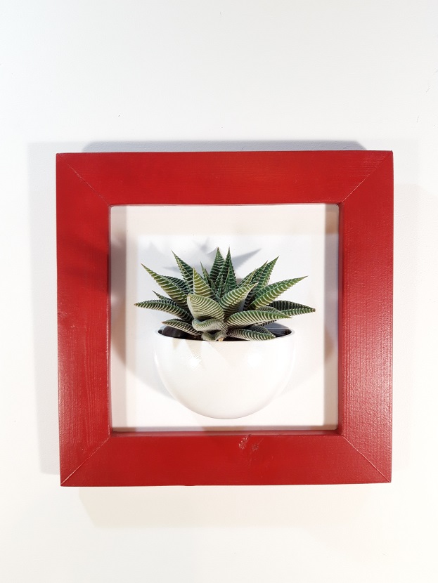 Cadre 24x24 succulente rouge