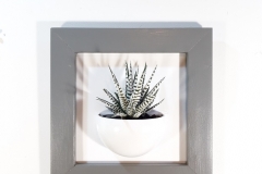 Cadre 24x24 succulente gris